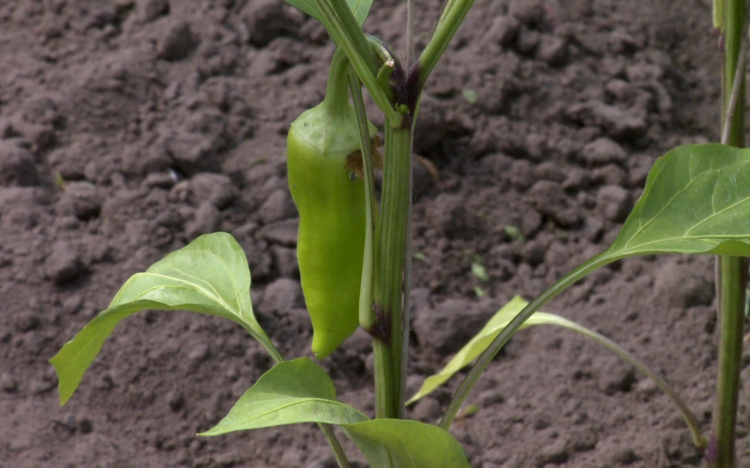 Indul a paradicsom és a paprika szezonja