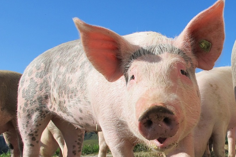 Már tíz megyét érint az afrikai sertéspestis Romániában