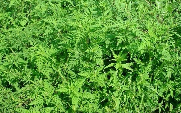 Pollenhelyzet -  Alacsony a virágporterhelés