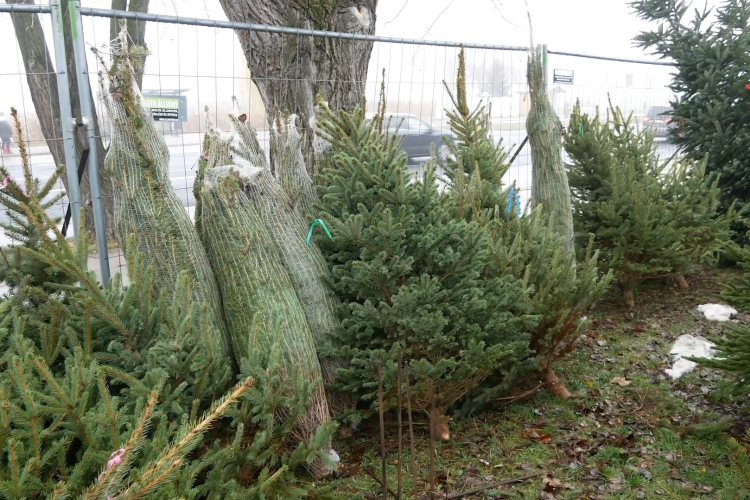 Elkezdték árulni a fenyőfákat