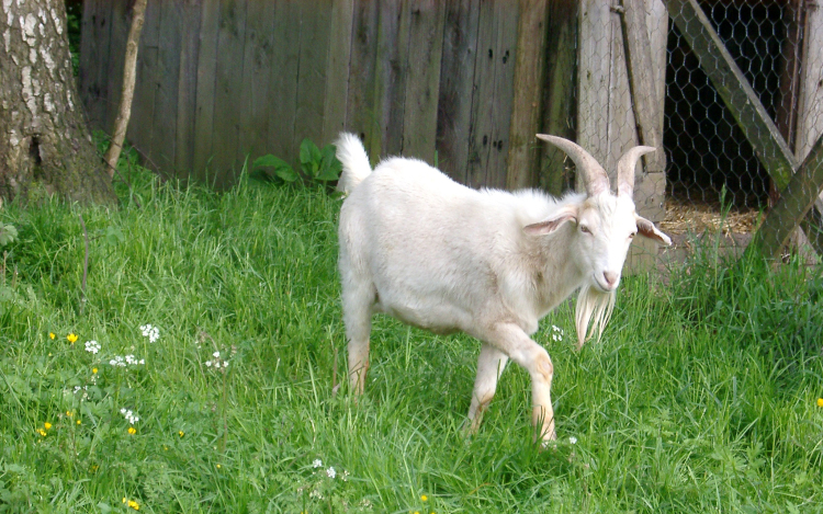 Kecskék árusításával csalt az interneten 