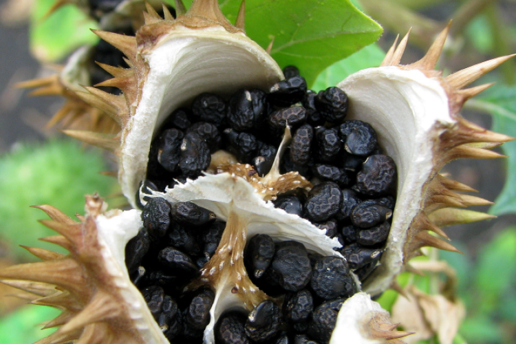 Veszélyes fűszerköményre bukkant a Nébih