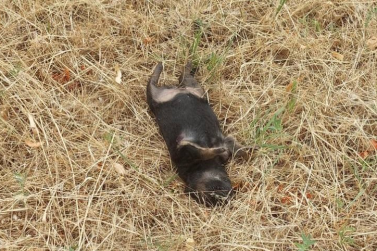 Elpusztultak a hőségben a kitett kutyakölykök