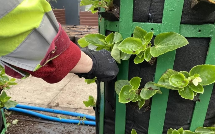 Nemsokára virágba borul a belváros