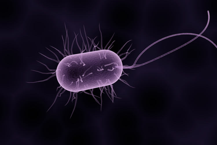 Mi a különbség a baktérium és a vírus között?