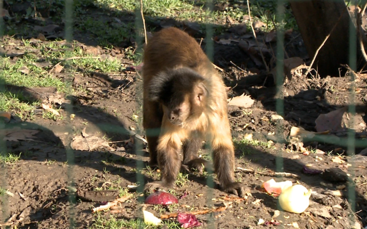 Jó évet zárt az állatkert