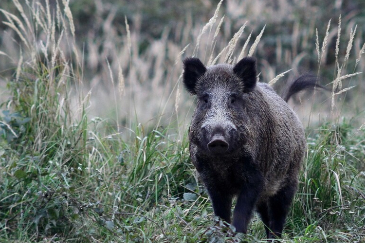 Az ikrényiek nem kérnek a vadriasztó hangágyúkból 