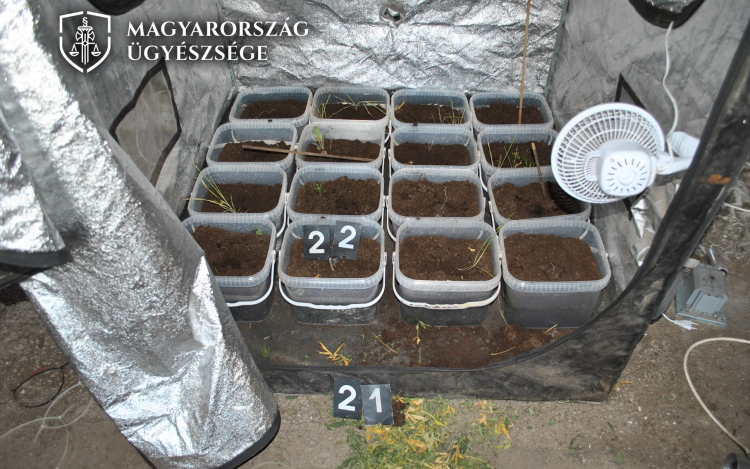 Lopta az áramot a kábítószer ültetvényhez