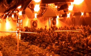 Világszínvonalon termesztettek 210 milló forintot érő füvet Gyirmóton