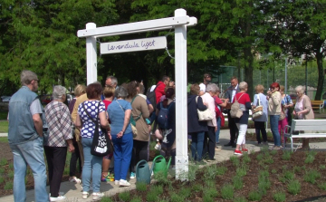 Levendulaliget a panelházak között