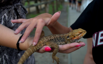 Állatkertek éjszakája Győrben