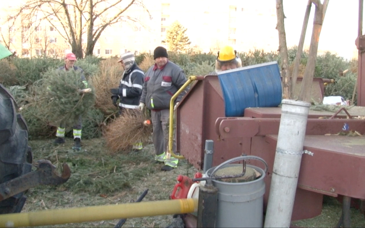 Mutatjuk mi történik a kidobott karácsonyfákkal