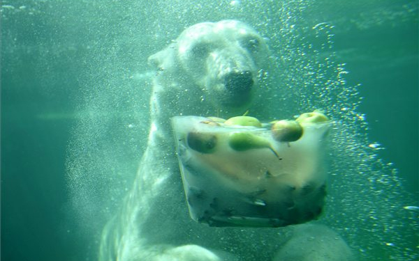 Jegesmedve marcangolta szét a túrázót