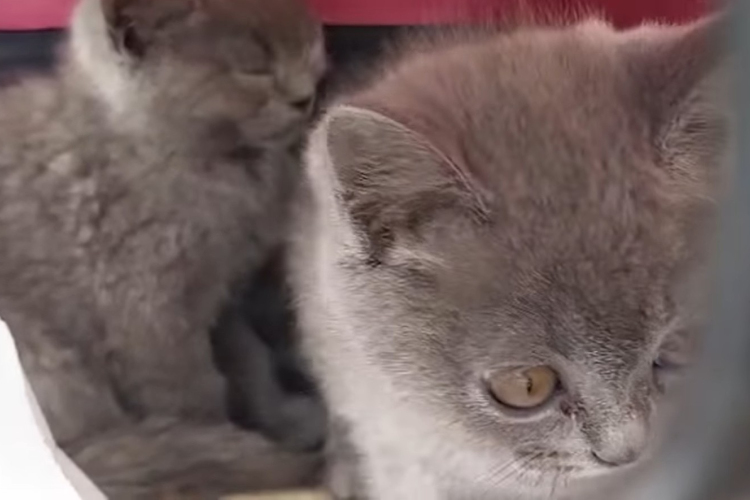 Elkobozta a NAV az útlevél nélkül utazó cicákat