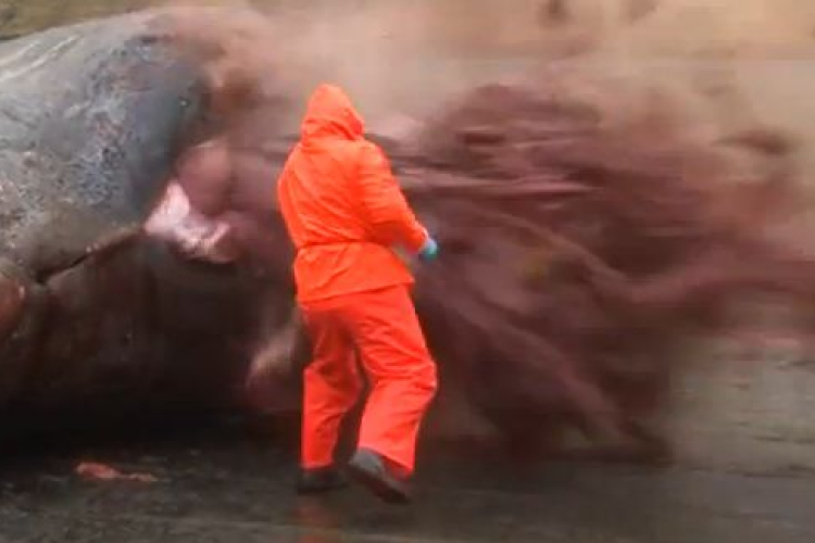 Láttál már bálnát szétrobbanni? Videó!