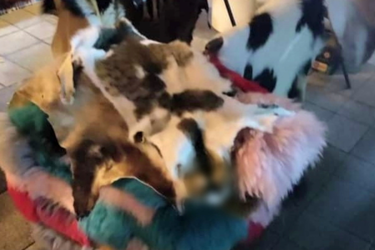 Döbbenet! Macskabundát árultak a győri adventi vásárban