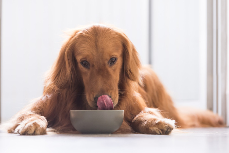 Ezek az európai kutyabarát szállodák
