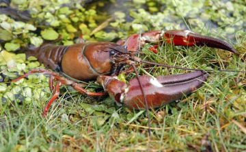 Kutatják és kiszedik az amerikai jelzőrákokat folyóinkból