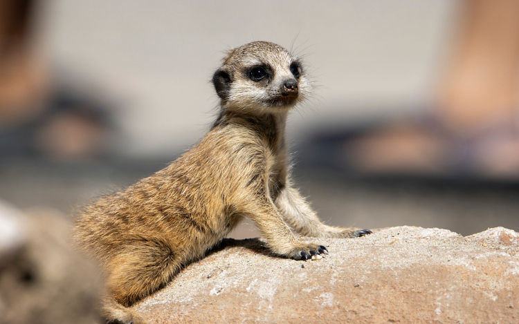 Nehéz időszak után ünnepelt az állatkert