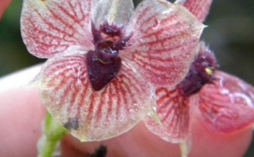 Ördögi feje és karomszerű szirmai vannak a Kolumbiában felfedezett új orchideafajnak