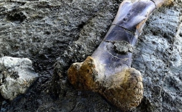 Óriásdinoszaurusz csontját találták meg Franciaországban