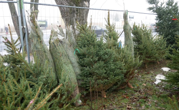 Elkezdték árulni a fenyőfákat