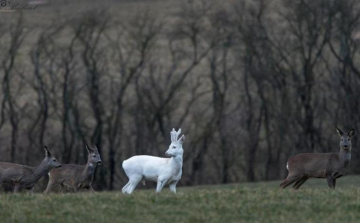 Fehér őzbakra leltek a barcsi erdőben