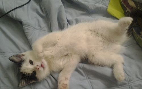 Kismacskákra lőtt légpuskával