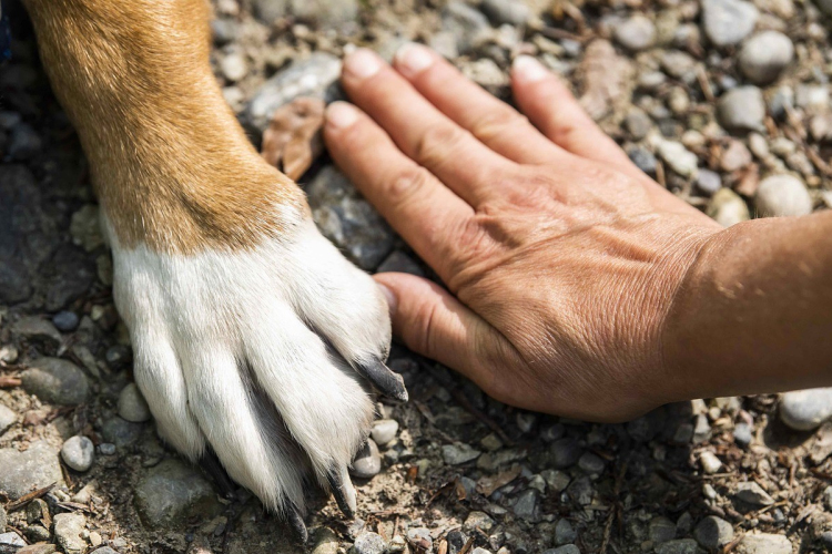 A házi kedvenceken is segíthet a Gondosóra program