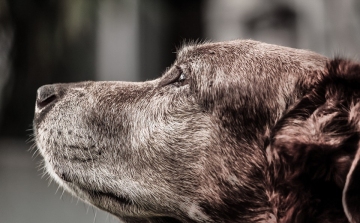 A kutyák közötti dominanciaviszonyt vizsgálták az ELTE etológusai