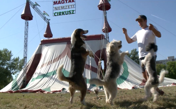 Újra Győrben a Magyar Nemzeti Cirkusz