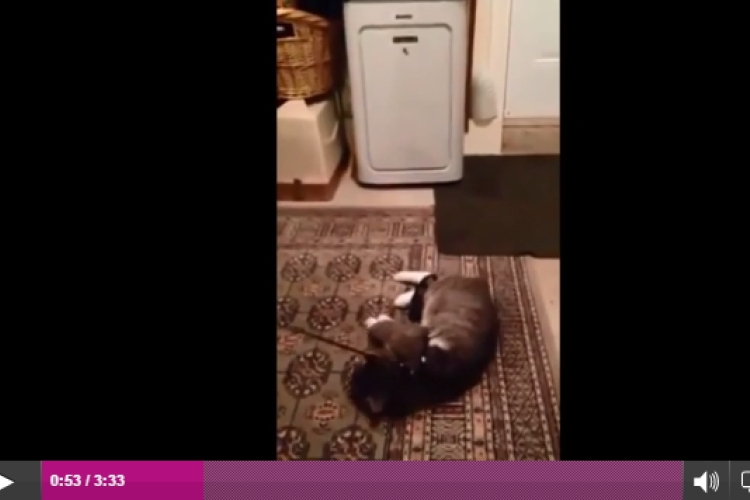 Halottnak tetteti magát a cica, mert nem szeretne sétálni 