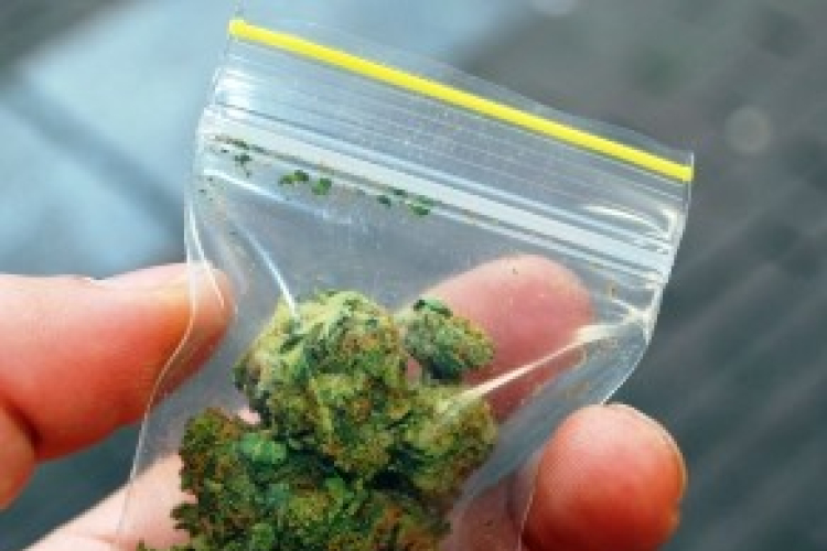 74 tő cannabis és 1,5 kilogramm marihuána