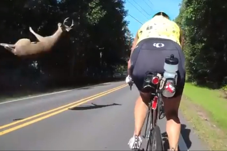 Repülő őzre lettek figyelmesek a kerékpárosok az erdei úton 