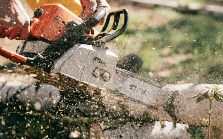 Életveszélyesek az Arrabona előtti fák