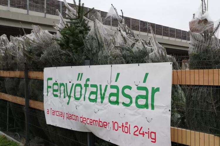 Szombaton indul a fenyőfa árusítás a piactereken