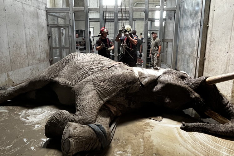 Elefántmentéshez kérték a győri tűzoltók segítségét