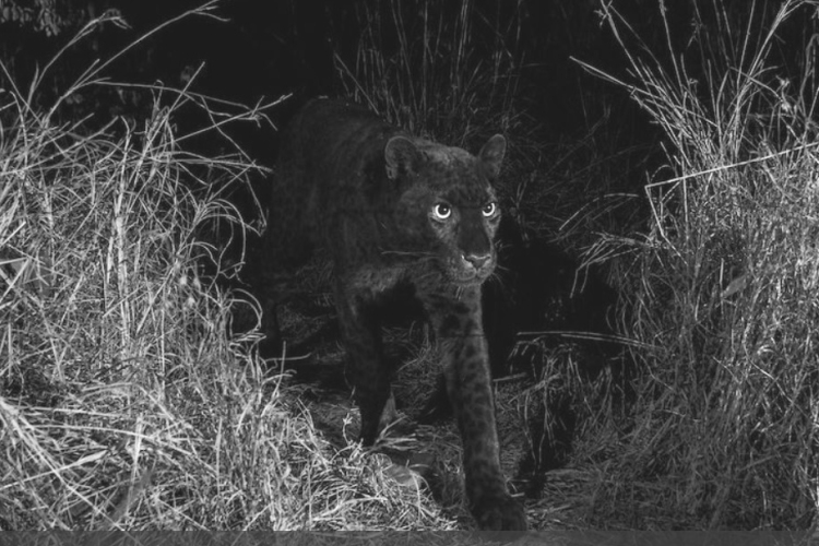 Száz éve nem volt példa ilyen fotósszenzációra