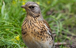 Madártetemek egy autóban