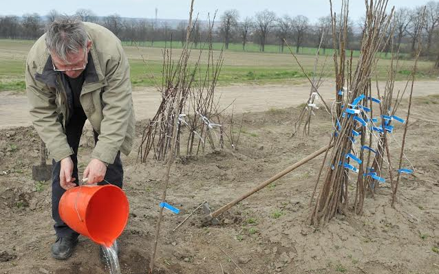 Gyümölcsfaültetési kisokos