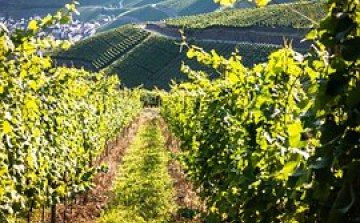 Kékfrankos Április Nagykóstoló hetven pincészet boraival