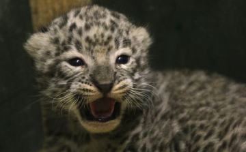 Perzsa leopárd-kölyköt mutattak be Miskolcon 