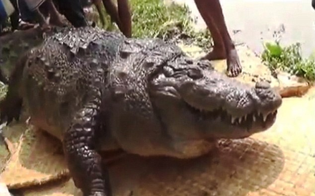 Halálra etették a hívek egy bangladesi szentély százéves krokodilját