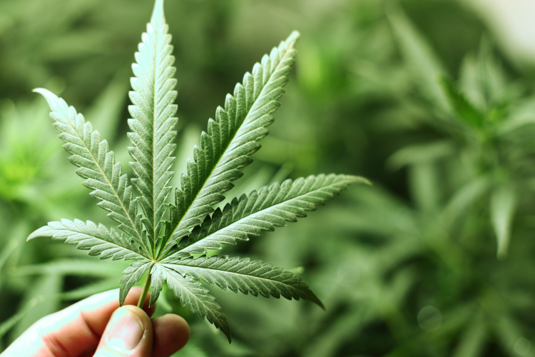 Lengyelországban legalizálnák az orvosi marihuánát 