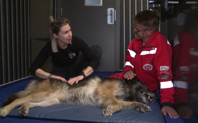 Masszázs a mentőkutyának