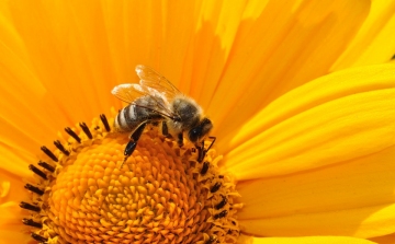 Rászokhatnak méhek a rovarirtószer ízére