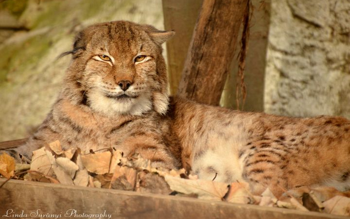22 éves Hubert, a Budakeszi Vadaspark idős hiúza