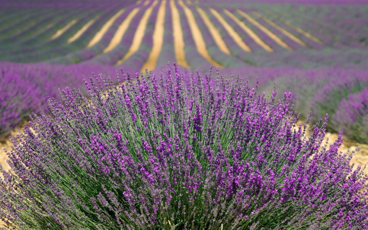 Levendulanapokat tartanak péntektől Pannonhalmán