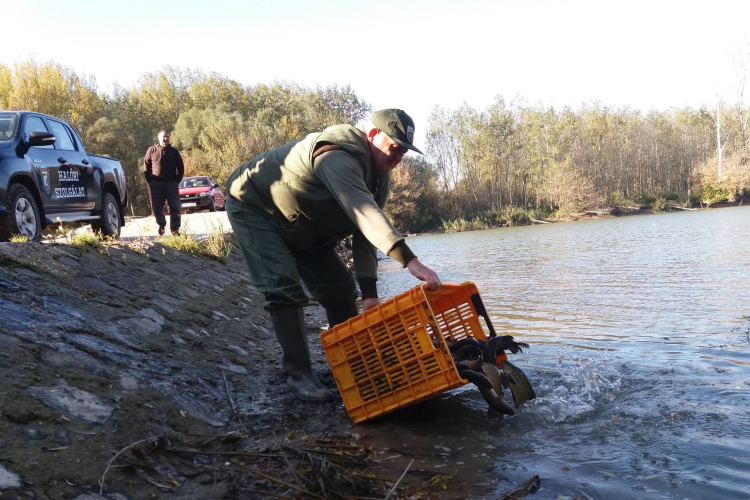 Most pörög fel igazán a haltelepítés