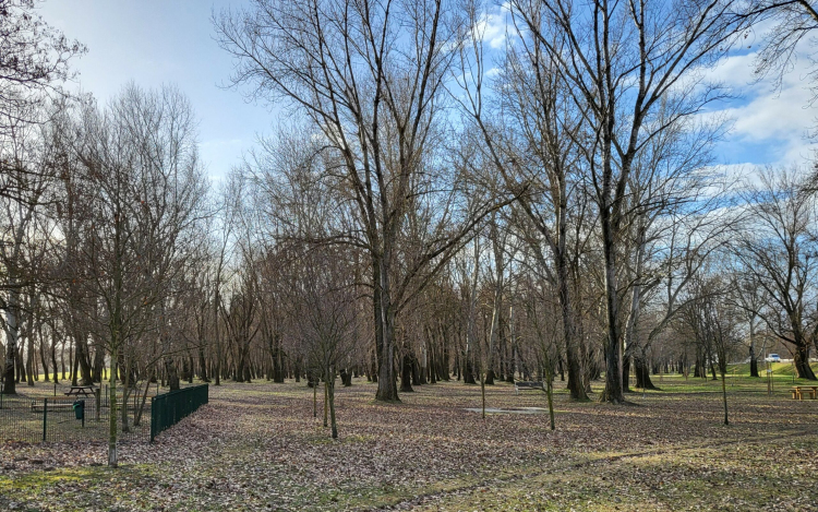 Fekete-fehér történet lett a marcalvárosi kiserdő